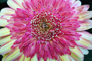 Image showing Purple daisy flower blossom