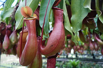 Image showing Tropical pitcher plant