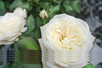 Image showing Close up of white rose  