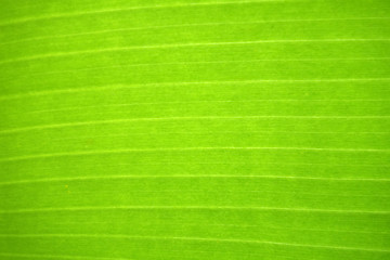 Image showing Fresh green leaf.