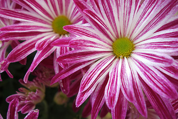 Image showing Purple daisy flower blossom