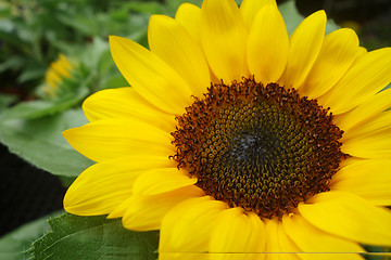 Image showing Sunflower