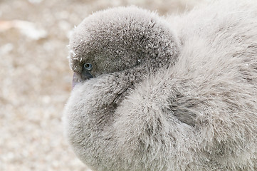 Image showing Young flamingo