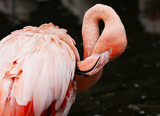 Image showing Flamingo