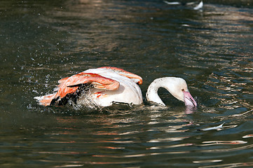 Image showing Flamingo