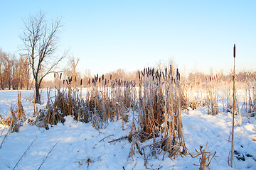 Image showing Cattail frosen in snow forest against the blue sky background