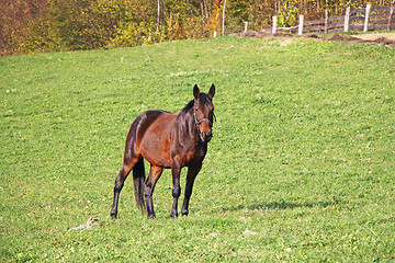 Image showing Brown horse