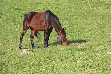 Image showing Horse on a meadow