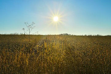 Image showing Sunrise over a field