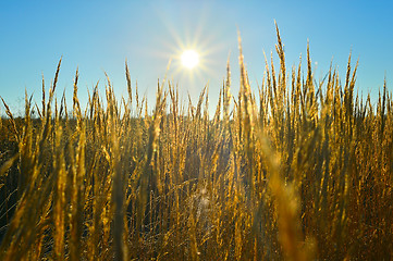 Image showing The sun's rays over a field of wheat ears