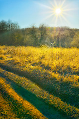 Image showing Autumn sun over the field of road