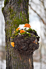 Image showing Mushrooms on a tree in winter