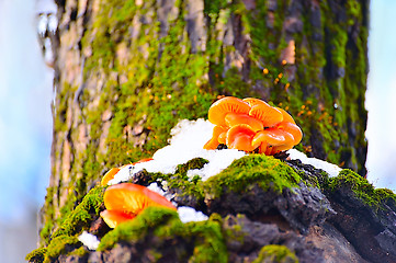 Image showing Mushrooms growing on a tree in winter