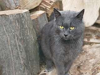 Image showing Gray cat near the wooden logs