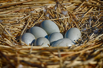 Image showing seven swan eggs in the nest