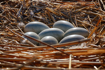 Image showing seven swan eggs in the nest