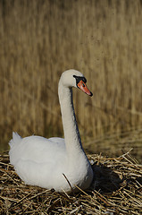 Image showing white swan sitting on a nest 