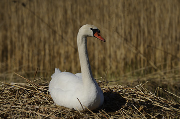 Image showing white swan sitting on a nest