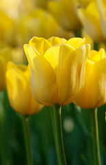 Image showing Yellow tulips