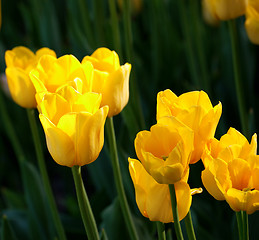 Image showing Yellow tulips