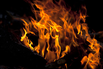 Image showing Campfire in forest at evening