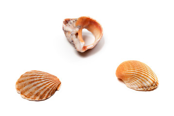 Image showing Seashells and broken rapana isolated on white background