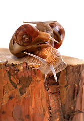 Image showing Three snails on pine-tree stump