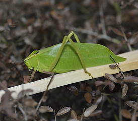 Image showing Leaf Bug