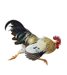 Image showing Rooster Running