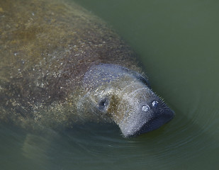 Image showing Swimming Manatee