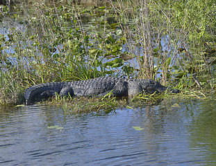 Image showing  American Alligator