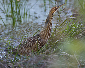 Image showing American Bittern