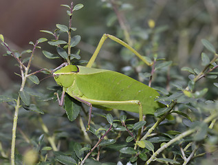 Image showing Leaf Bug