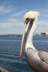 Image showing Pelican