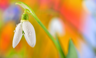 Image showing Spring Snowdrop flower