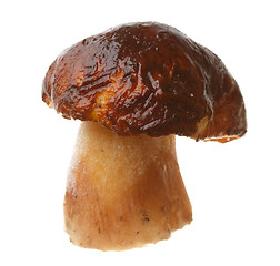 Image showing Edible mushroom Boletus edulis