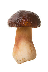 Image showing Edible mushroom Boletus edulis