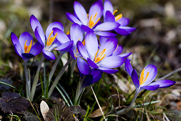 Image showing blue crocus