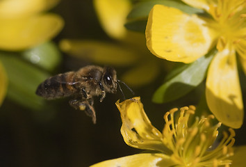 Image showing flying honeybee