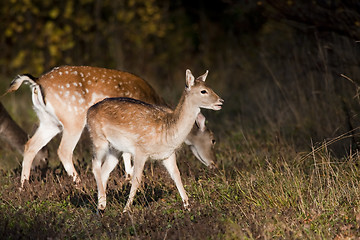 Image showing fallow deer