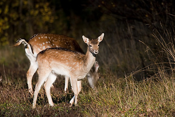 Image showing fallow deer