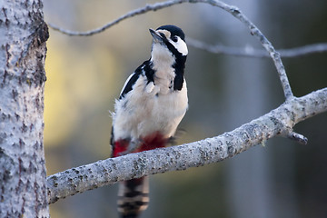 Image showing greater spotted woodpecker