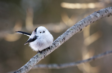 Image showing long tailed tit