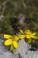 Image showing winter aconites