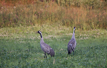 Image showing calling cranes