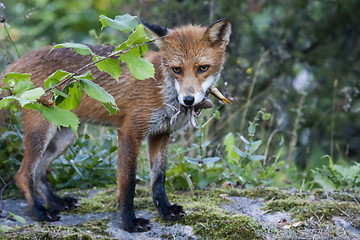 Image showing fox with prey