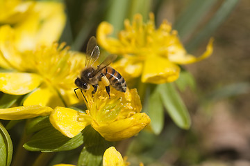 Image showing honeybee pollinating winter aconitees