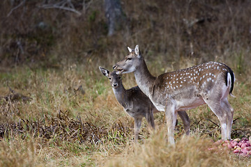 Image showing fallow deer