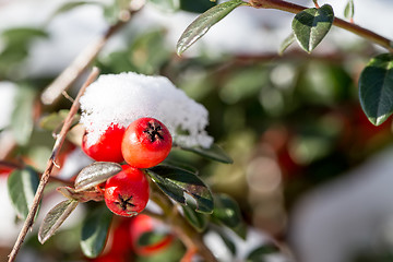 Image showing winter background with red gaultheria and snow