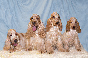 Image showing portrait of english cocker spaniel